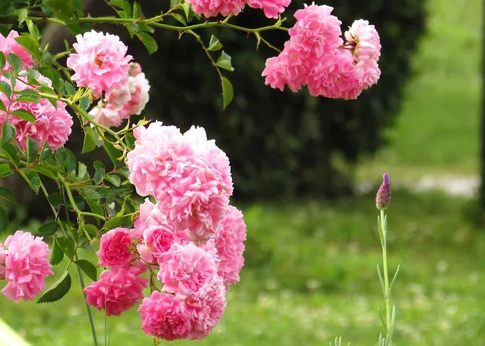 Residenza Pacifici Ascoli Piceno